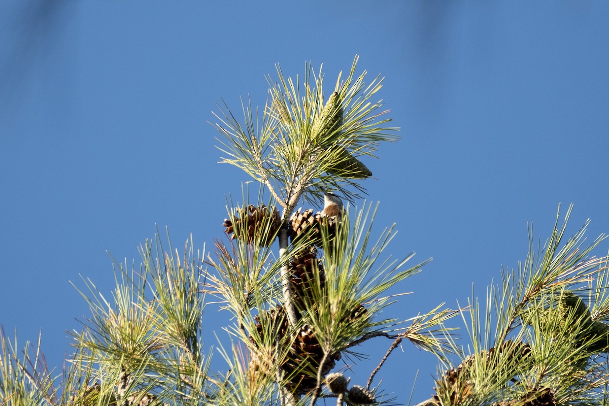 Türkenkleiber - ML645328031