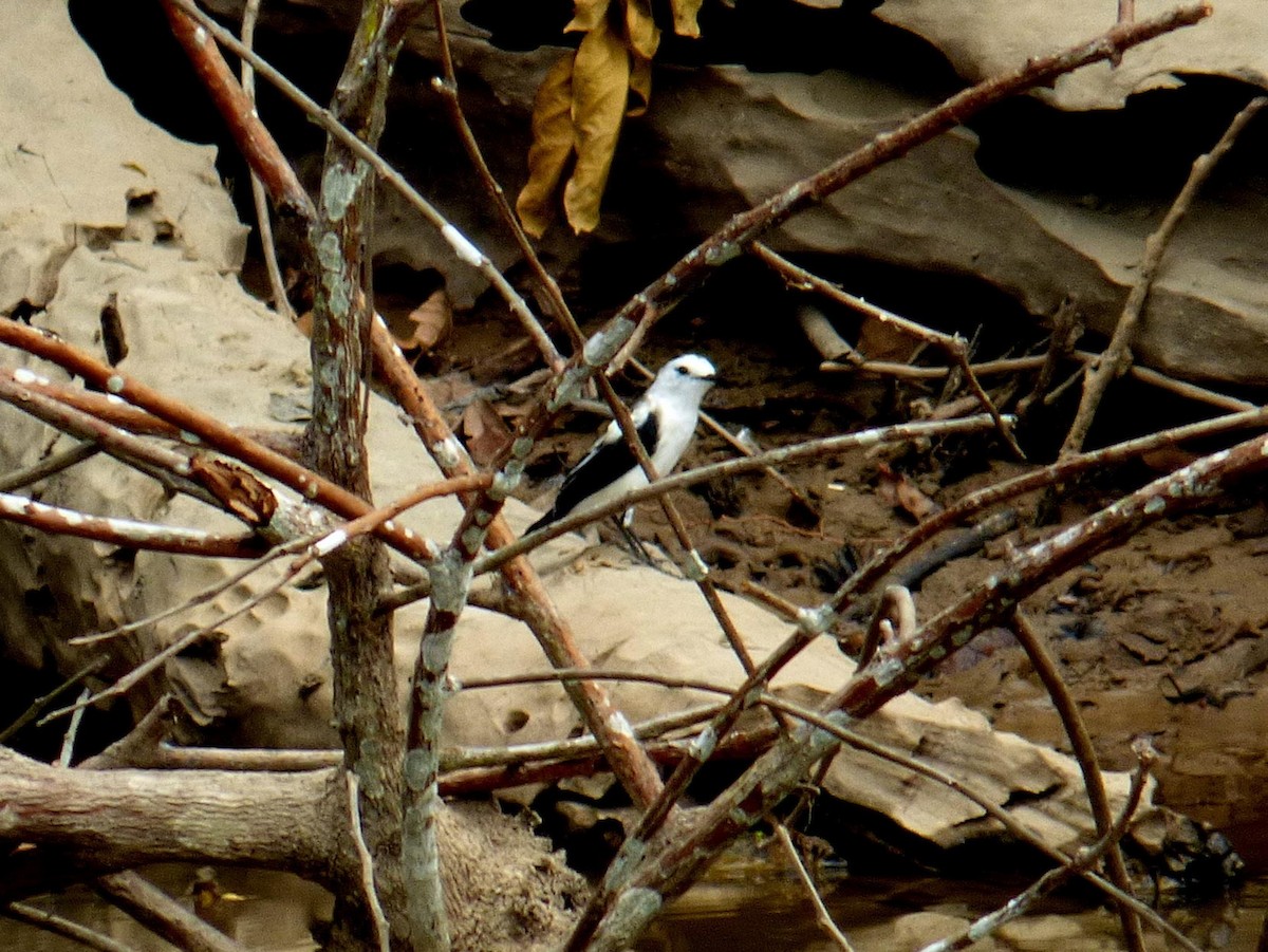 Moucherolle pie - ML645328039