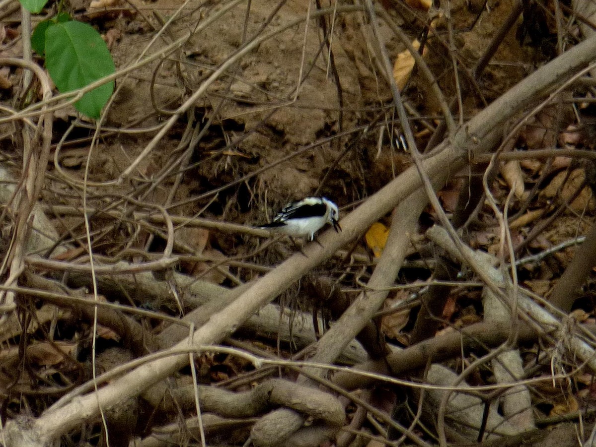 Moucherolle pie - ML645328040