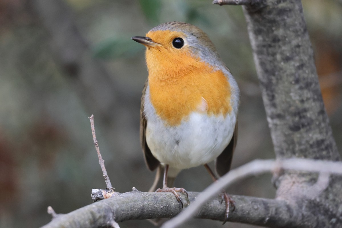 European Robin - ML645328048
