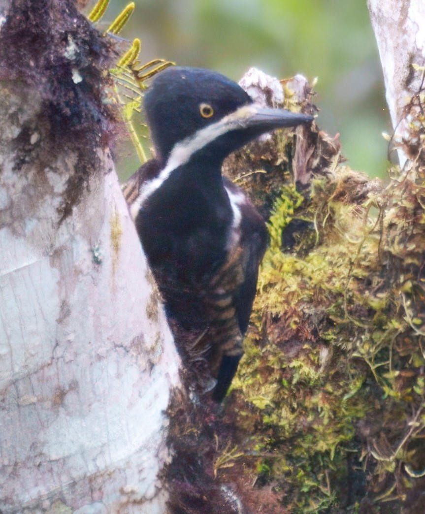 Рыжеполосый дятел - ML645328068