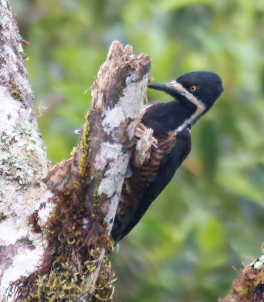 Рыжеполосый дятел - ML645328069