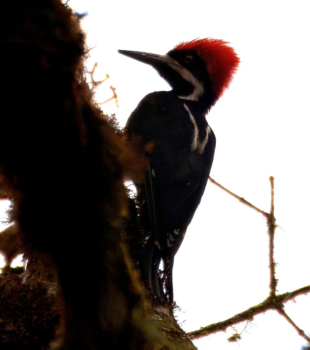 Рыжеполосый дятел - ML645328070