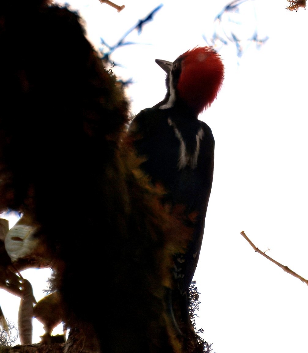 Рыжеполосый дятел - ML645328071