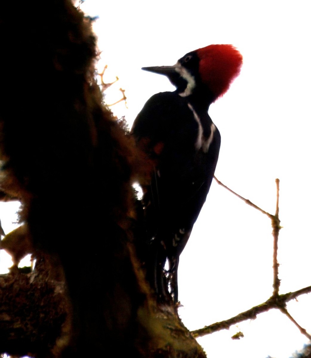 Рыжеполосый дятел - ML645328072