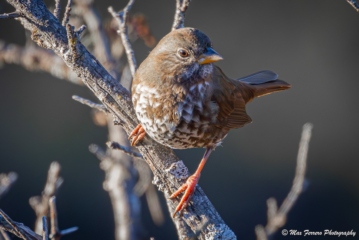 strnadec kaštanový - ML645328073