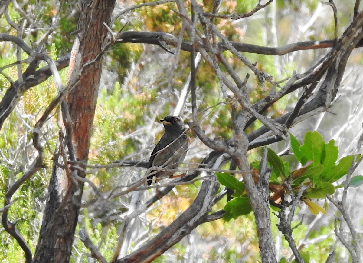 Marmora's Warbler - ML645328080