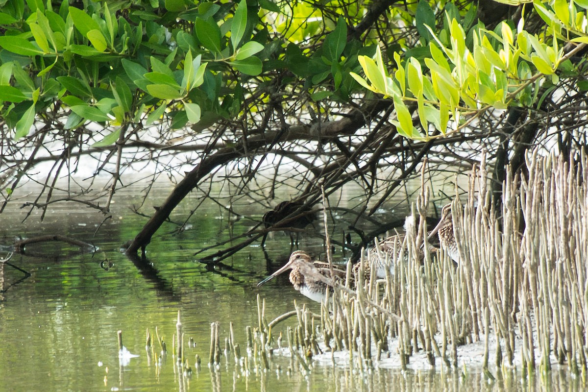 Wilson's Snipe - ML645328088