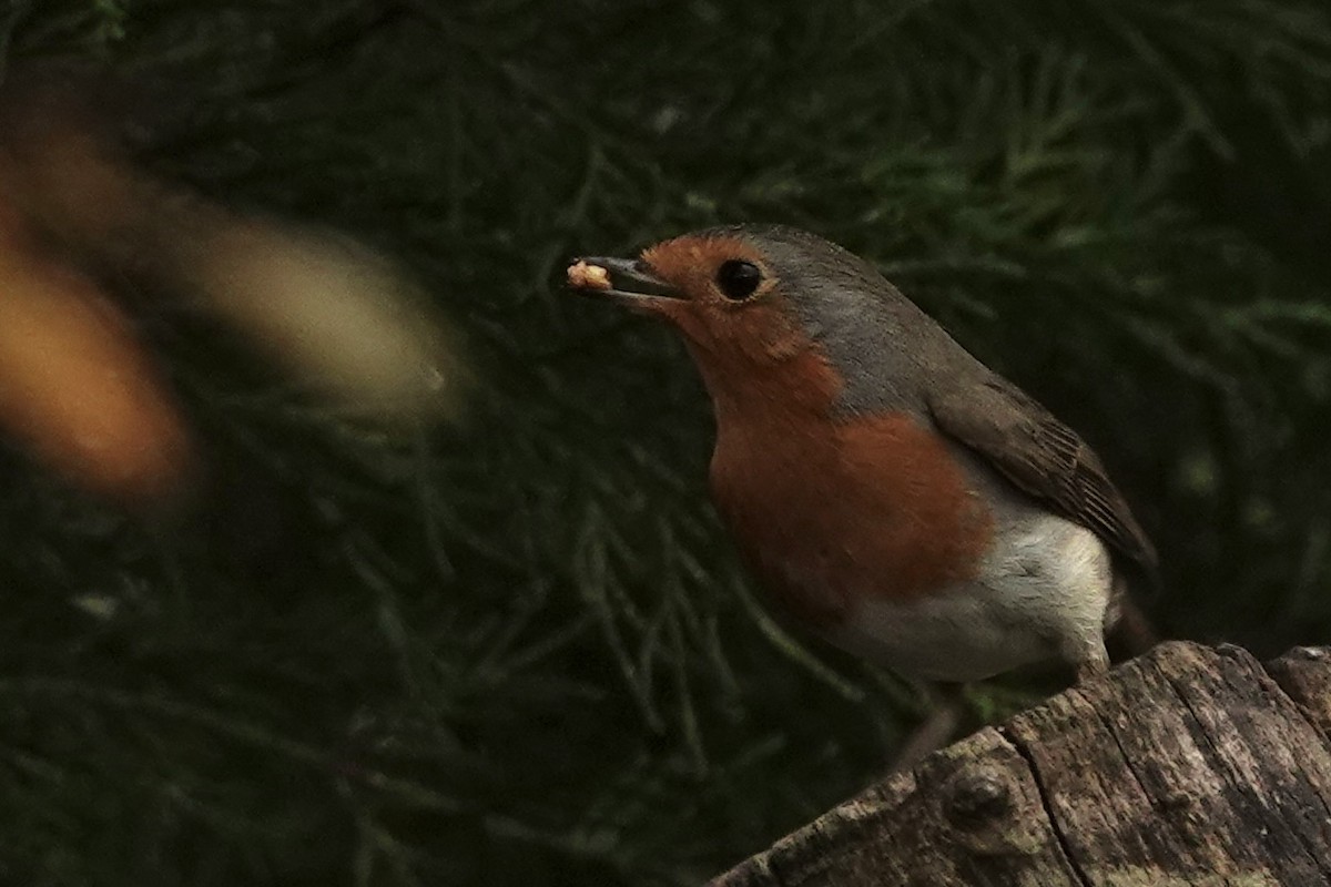 Petirrojo Europeo - ML645328089