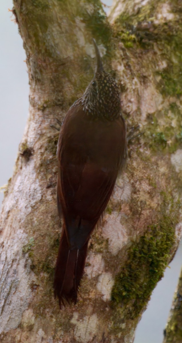 Dağ Tırmaşık - ML645328091