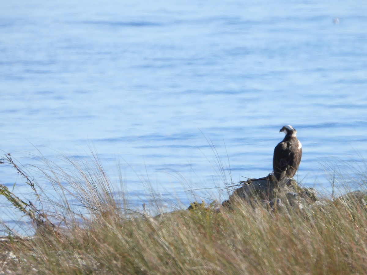 Águila Pescadora - ML645328092