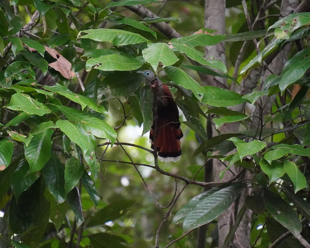 Raffles's Malkoha - ML645328100
