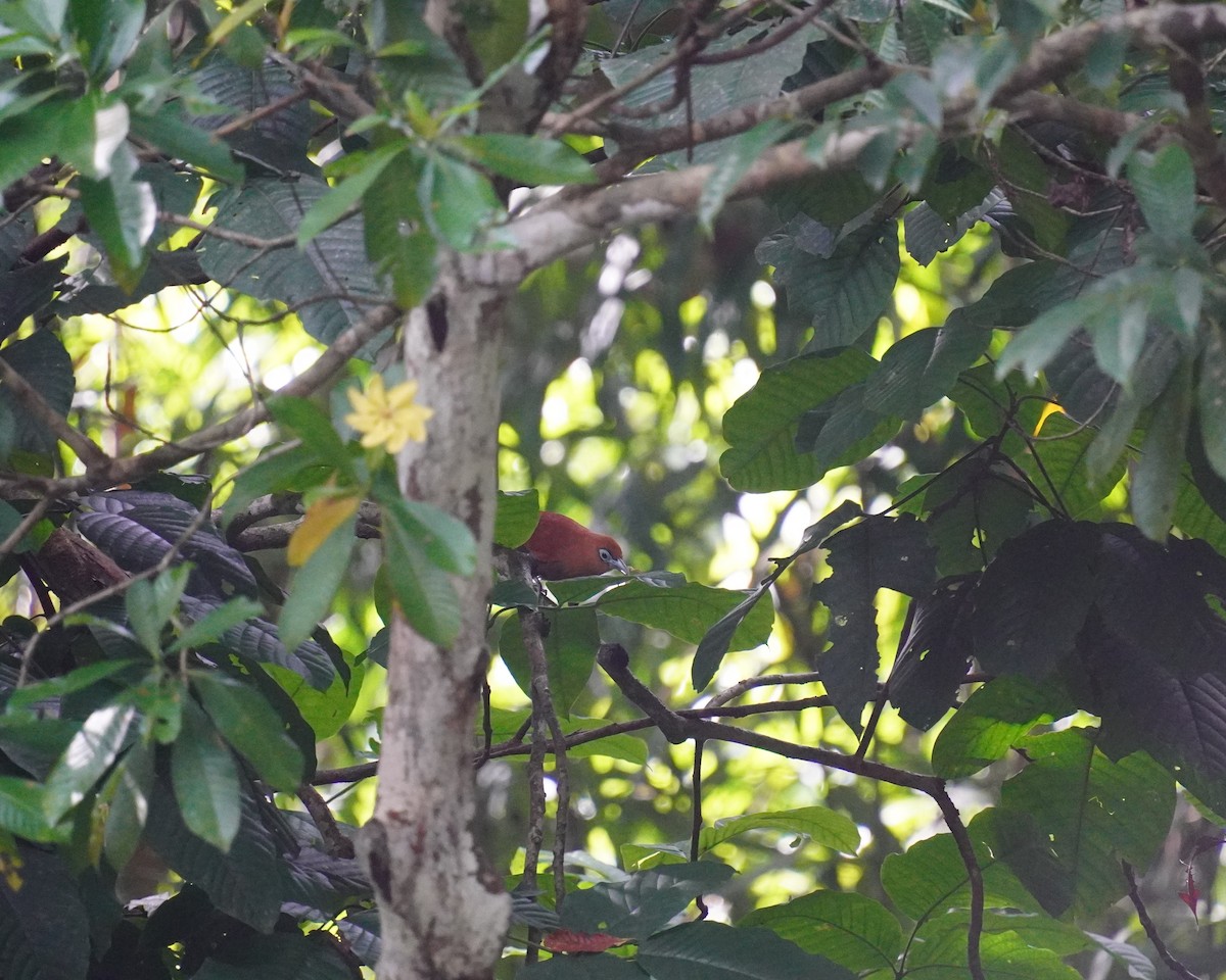 Raffles's Malkoha - ML645328101