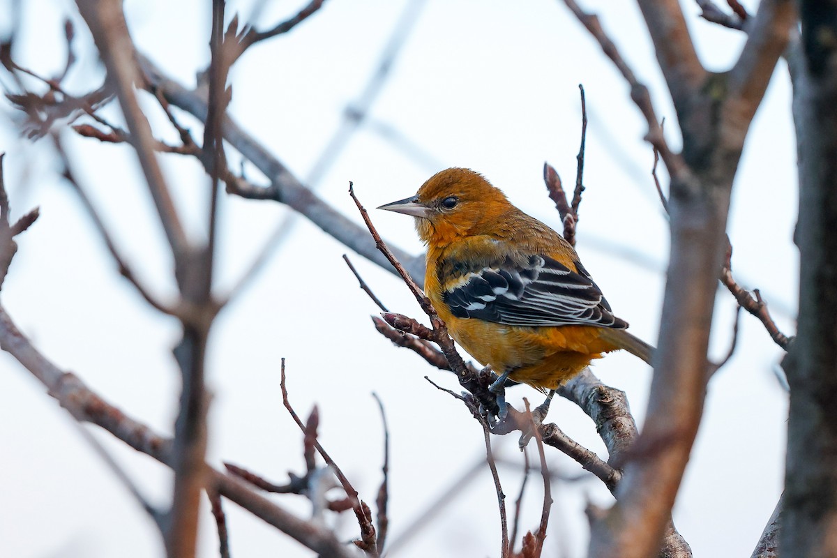 Балтиморский трупиал - ML645328102