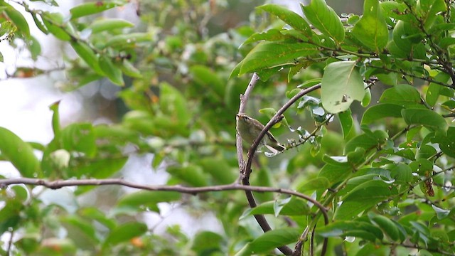 Arctic Warbler - ML645328104