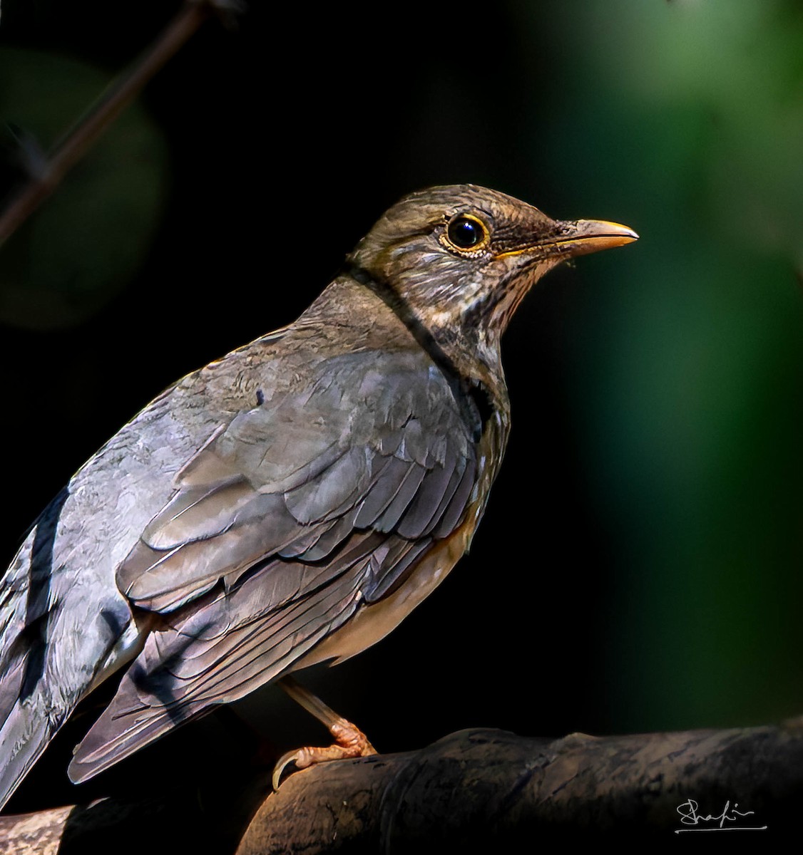 Tickell's Thrush - ML645328111
