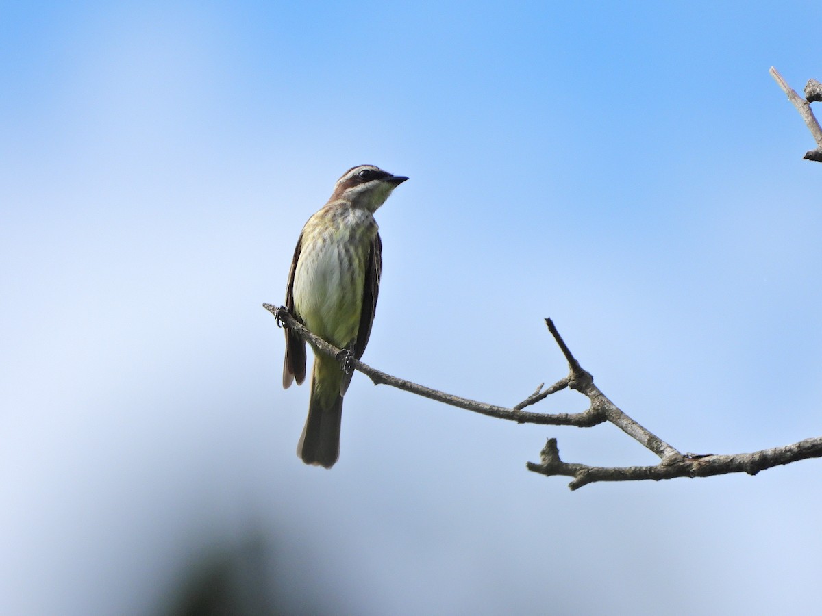 Piratic Flycatcher - ML645328122