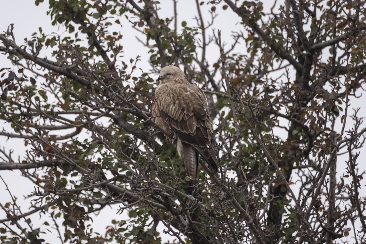 Long-legged Buzzard - ML645328124