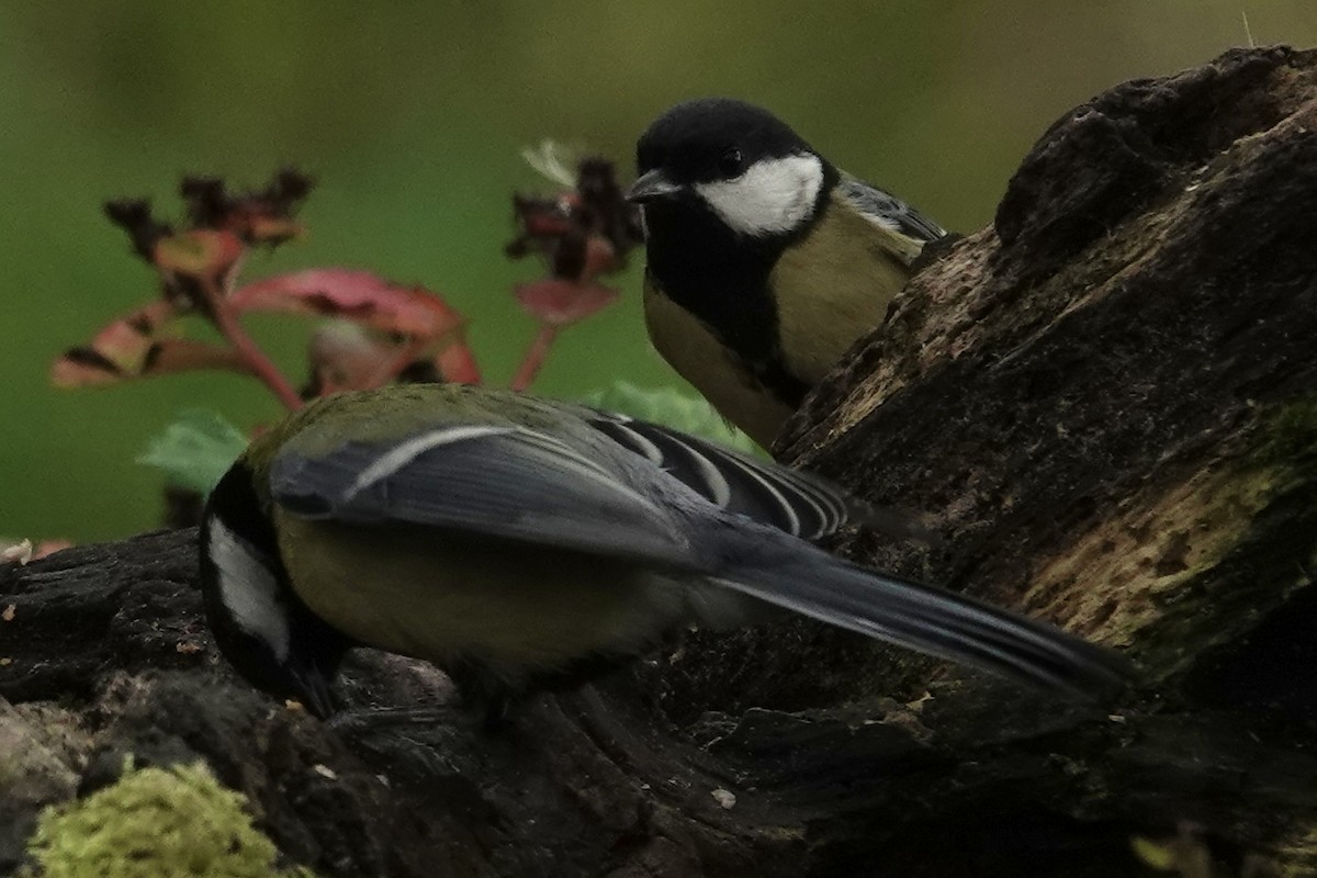 Carbonero Común - ML645328125