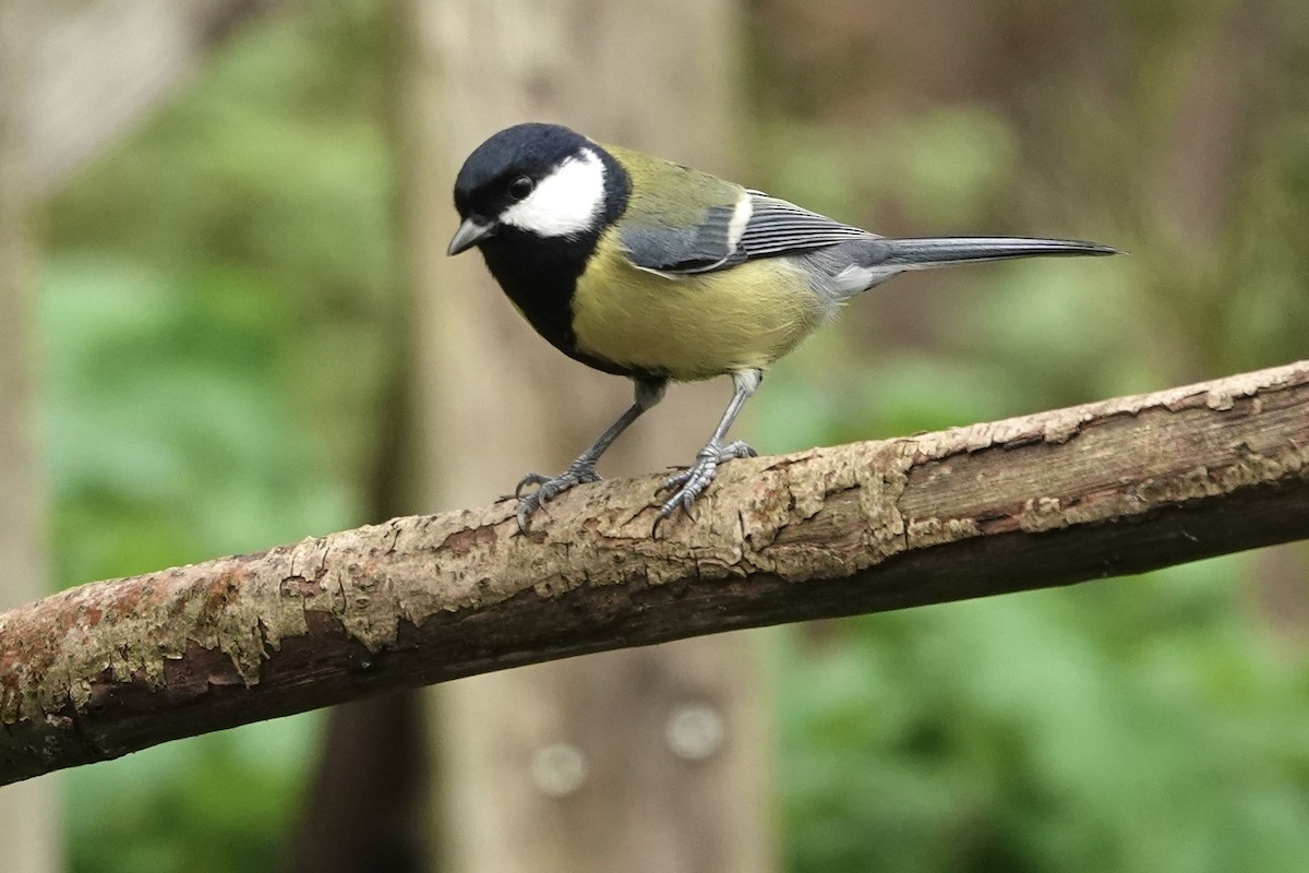 Carbonero Común - ML645328126