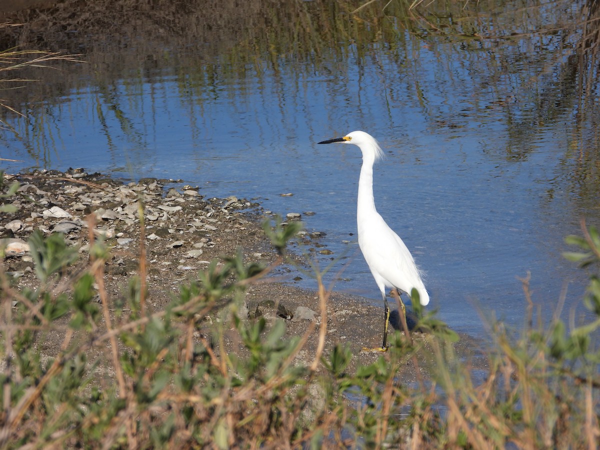 Garceta Nívea - ML645328133