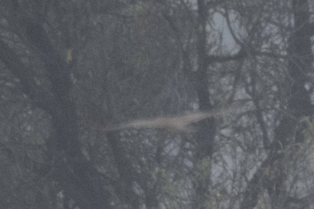 Merlin - ML645328140