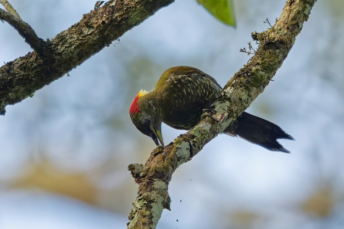 Gelbhaubenspecht - ML645328143