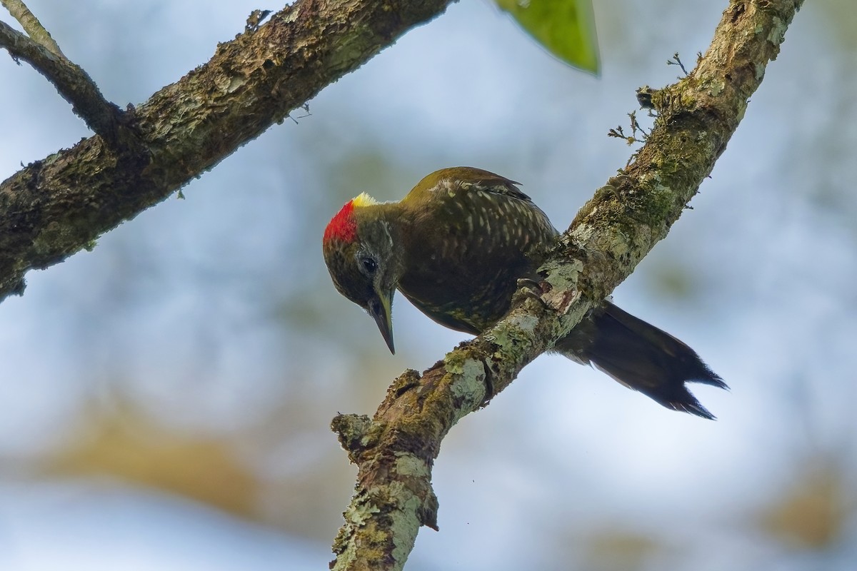 Gelbhaubenspecht - ML645328144