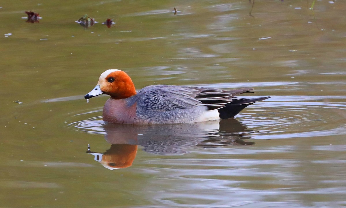 Eurasian Wigeon - ML645328146