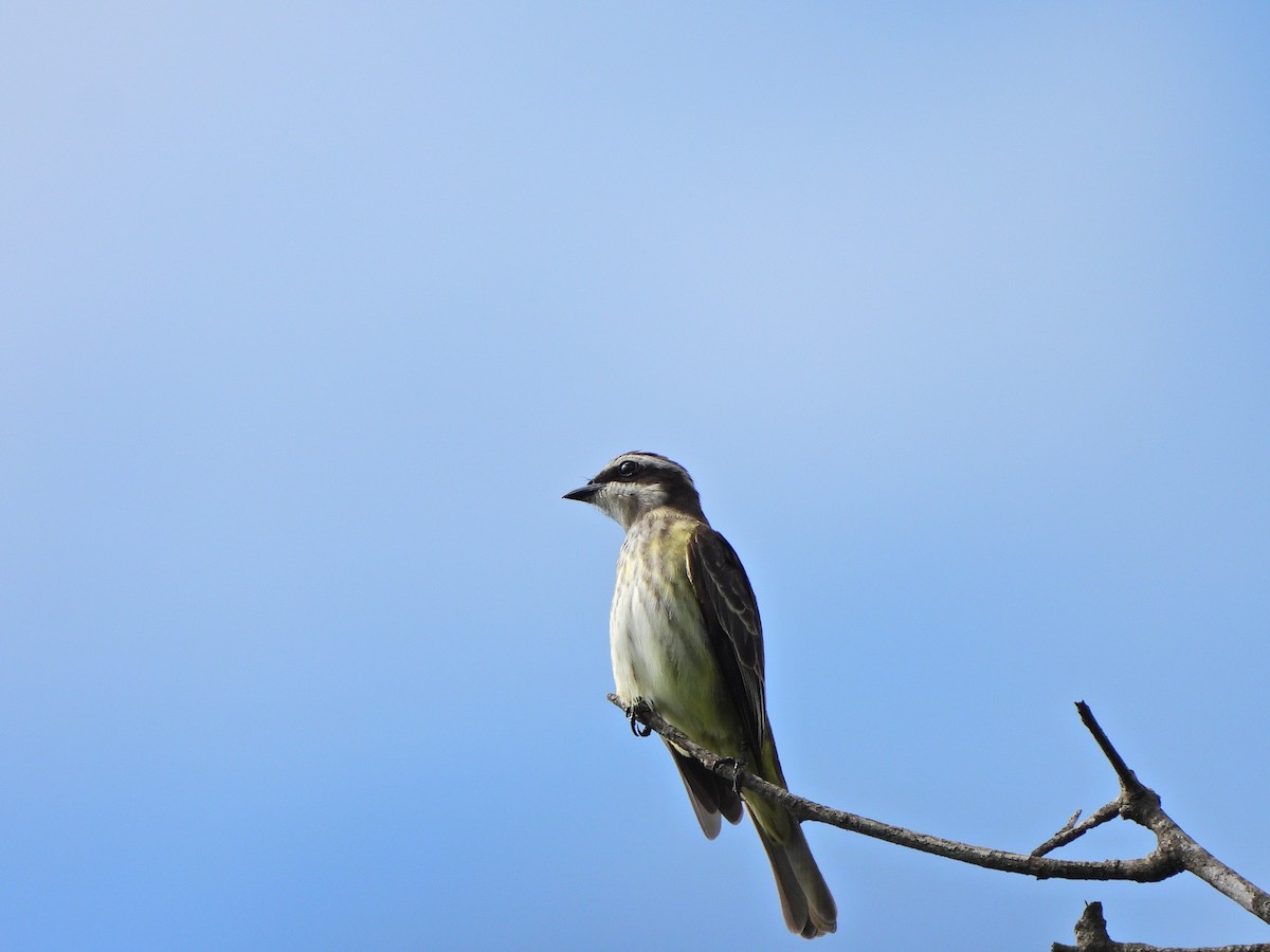 Piratic Flycatcher - ML645328151