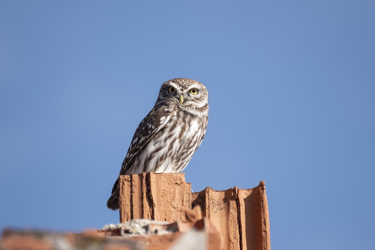 Little Owl - ML645328153