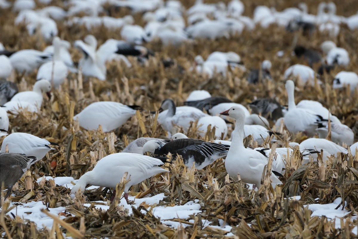 husa sněžní - ML645328163