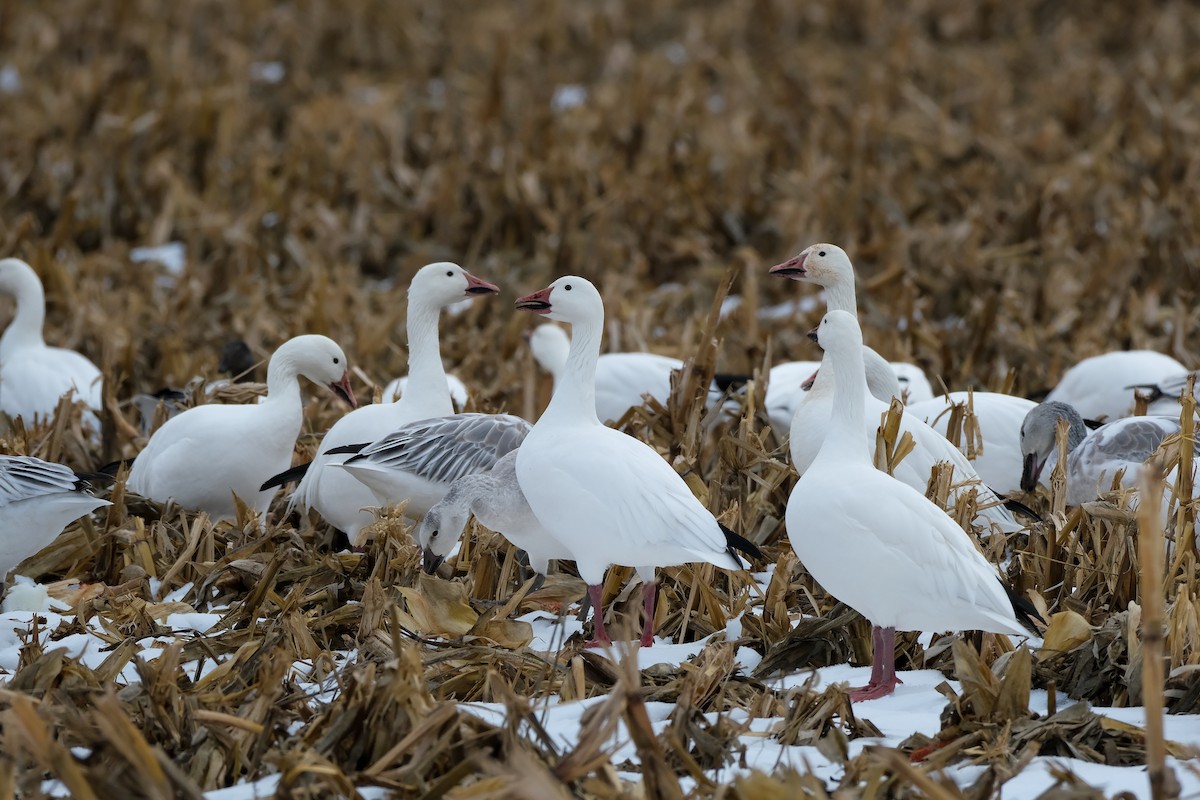 husa sněžní - ML645328166