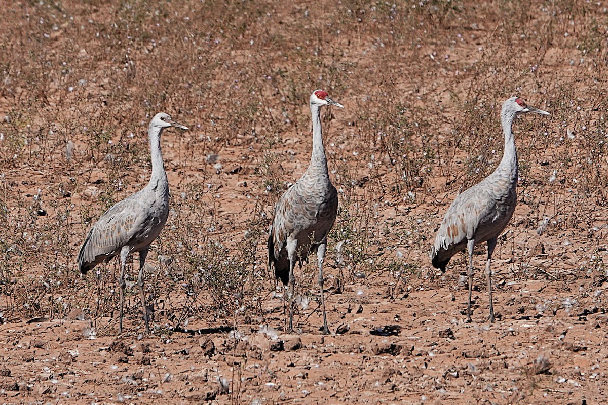 Sandhill Crane - ML645328167