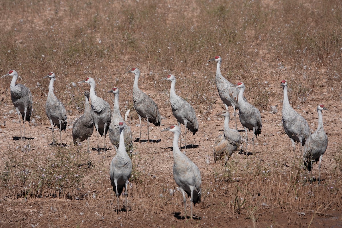 Sandhill Crane - ML645328168