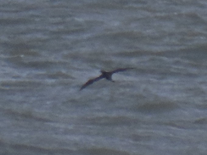 Northern Gannet - ML645328171