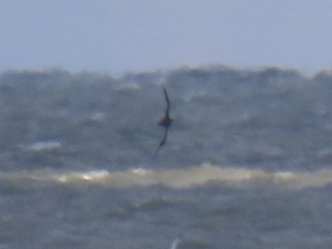 Northern Gannet - ML645328172