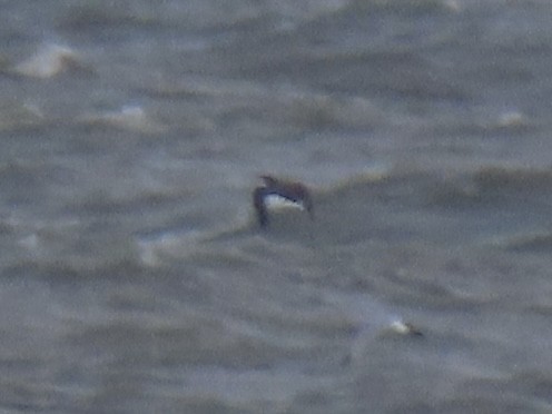 Northern Gannet - ML645328173