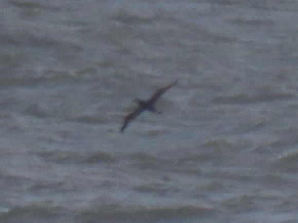 Northern Gannet - ML645328174