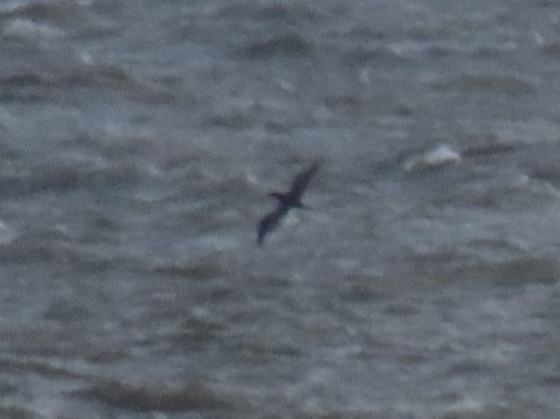 Northern Gannet - ML645328175