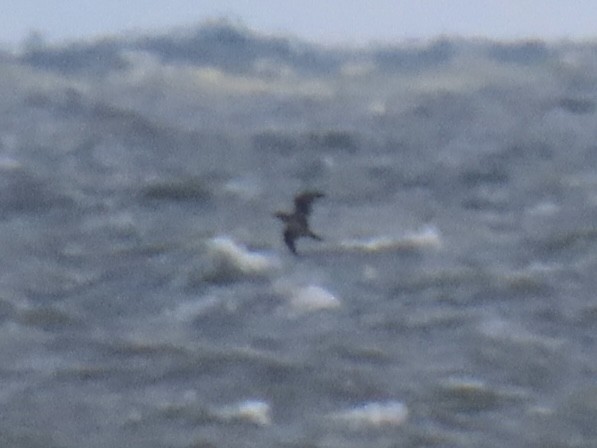 Northern Gannet - ML645328176