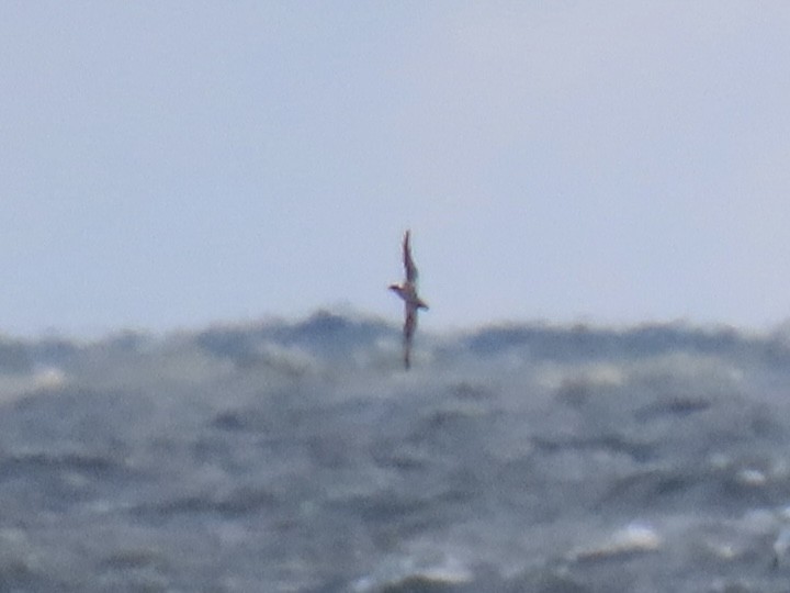 Northern Gannet - ML645328177