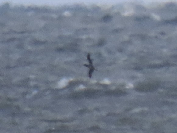 Northern Gannet - ML645328178