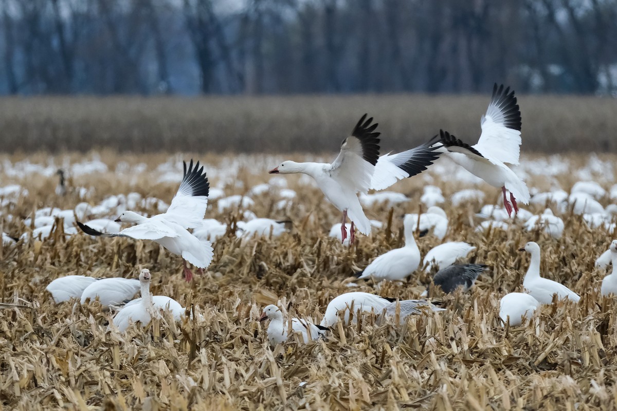 husa sněžní - ML645328180