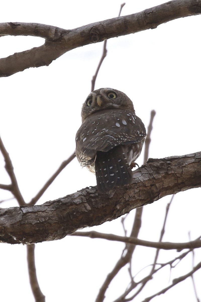 Pearl-spotted Owlet - ML645328184