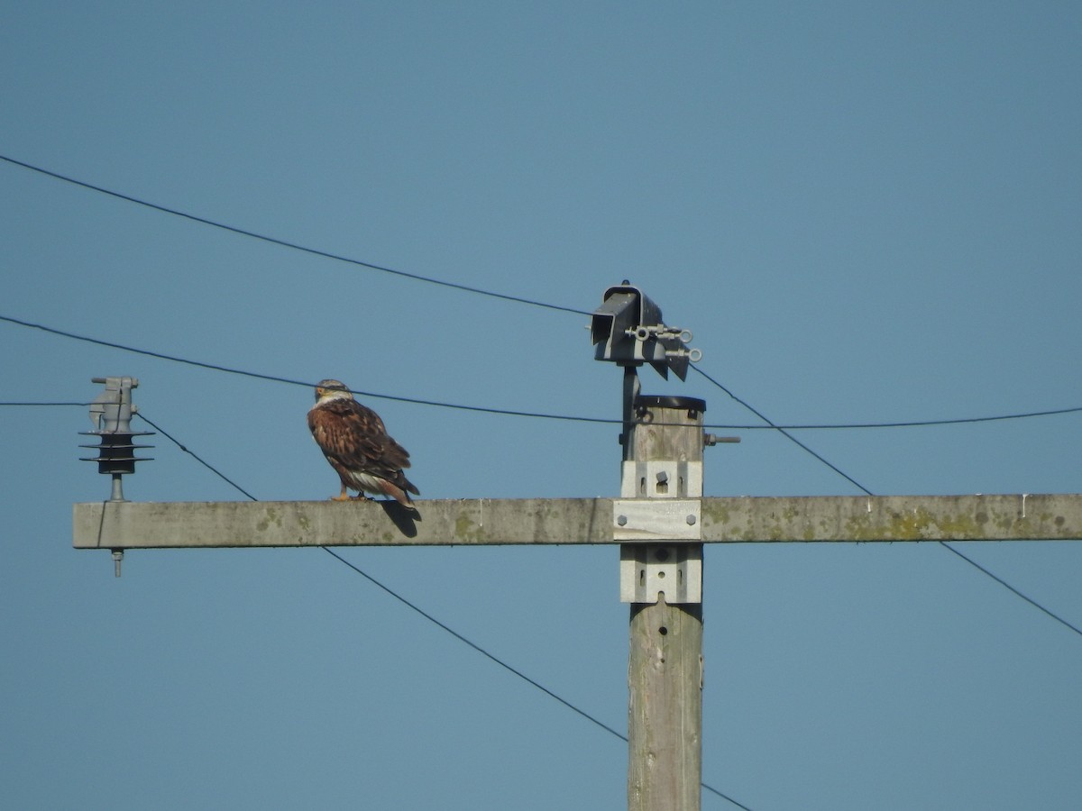 Ferruginous Hawk - ML645328187