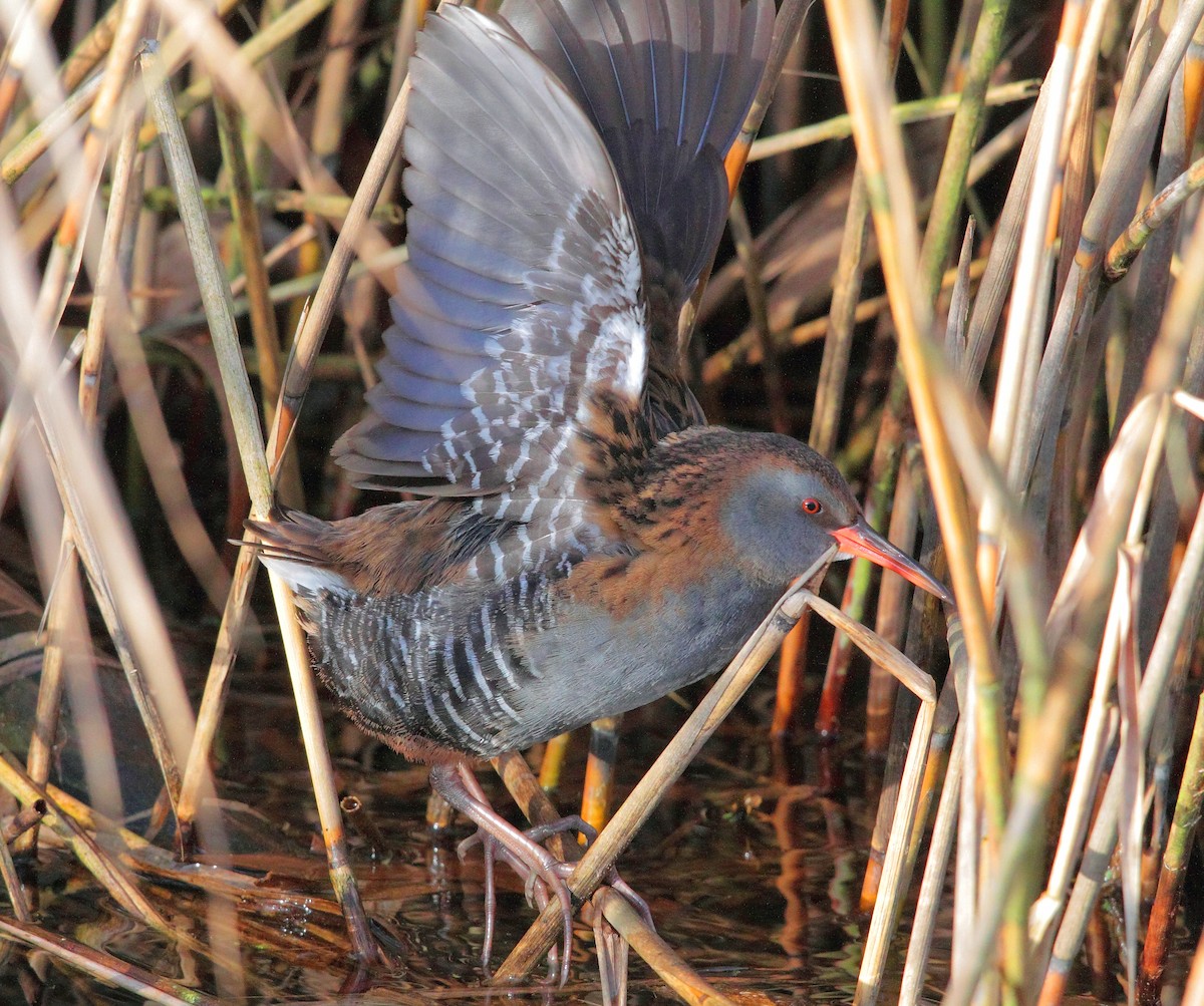 Water Rail - ML645328192