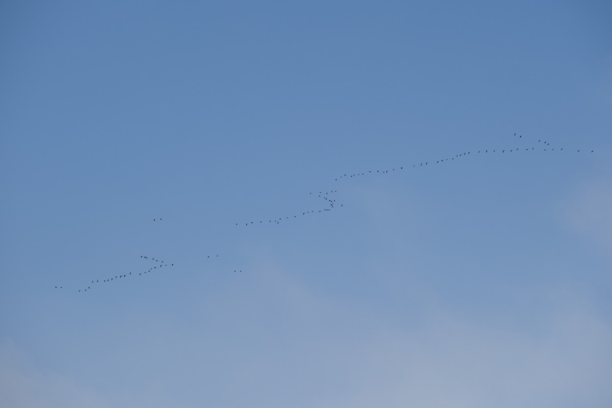 Ruddy Shelduck - ML645328193