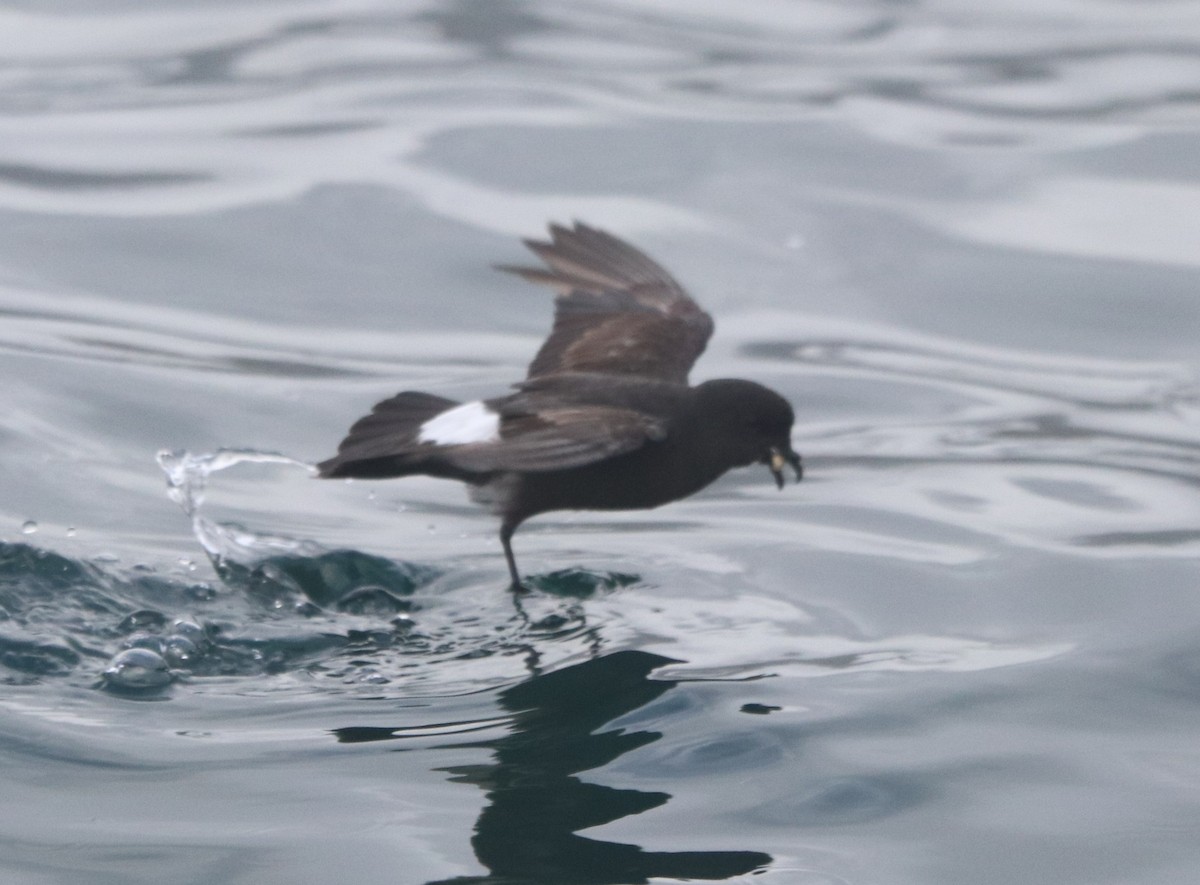 European Storm-Petrel - ML645328200