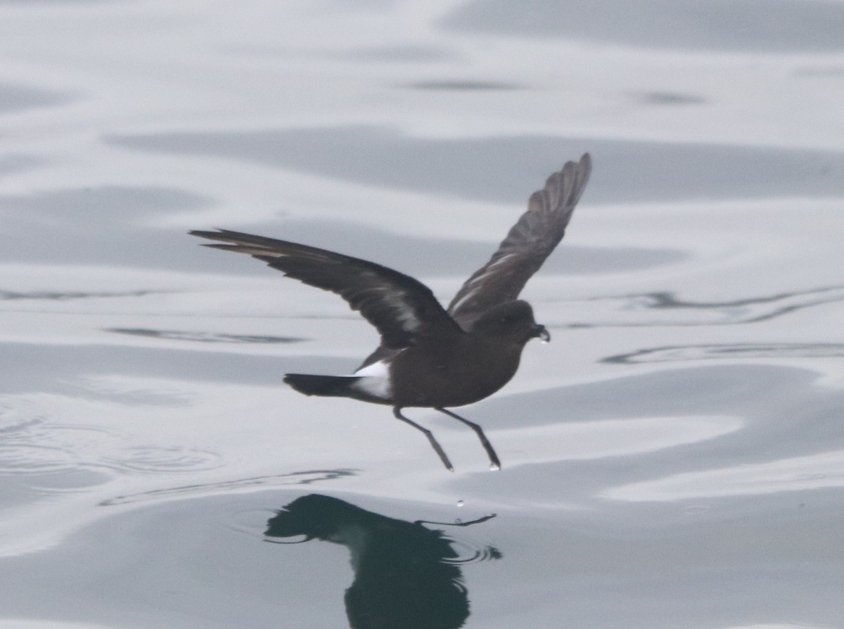 European Storm-Petrel - ML645328201